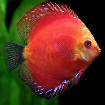 Discus privaznoy Thailand 5-6 sm 1 Discus privaznoy Thailand 5-6 sm 1