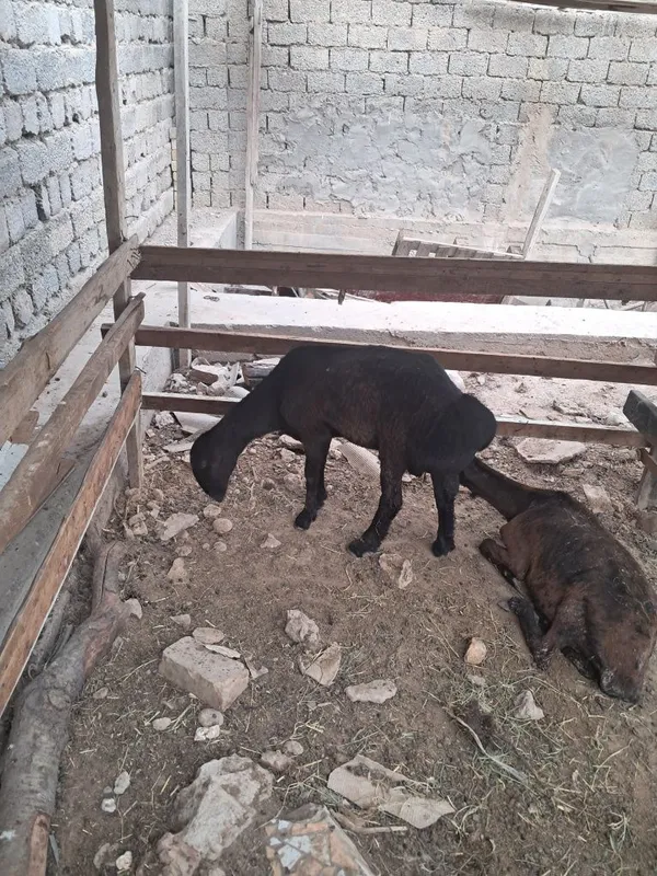 Xusori Qochqor sotiladi 4