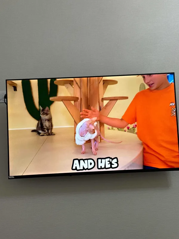 Телевизор Artel PUCH010 ,55″,4K UHD Android Tv — фото 1