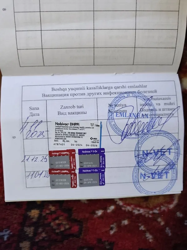 Собака питбуль Срочно продам — фото 5
