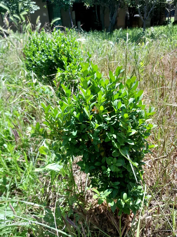 Shamshod interyer uchun katta va kichik — фото 3