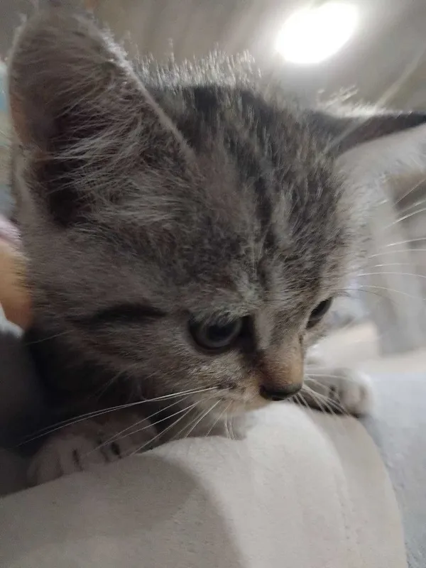 бенгальская кошка — фото 1