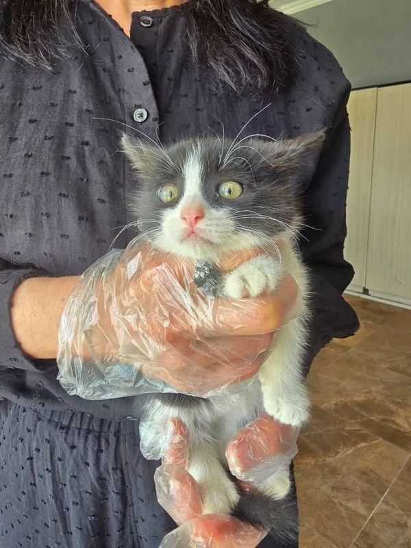 Кошки (mushukchala)