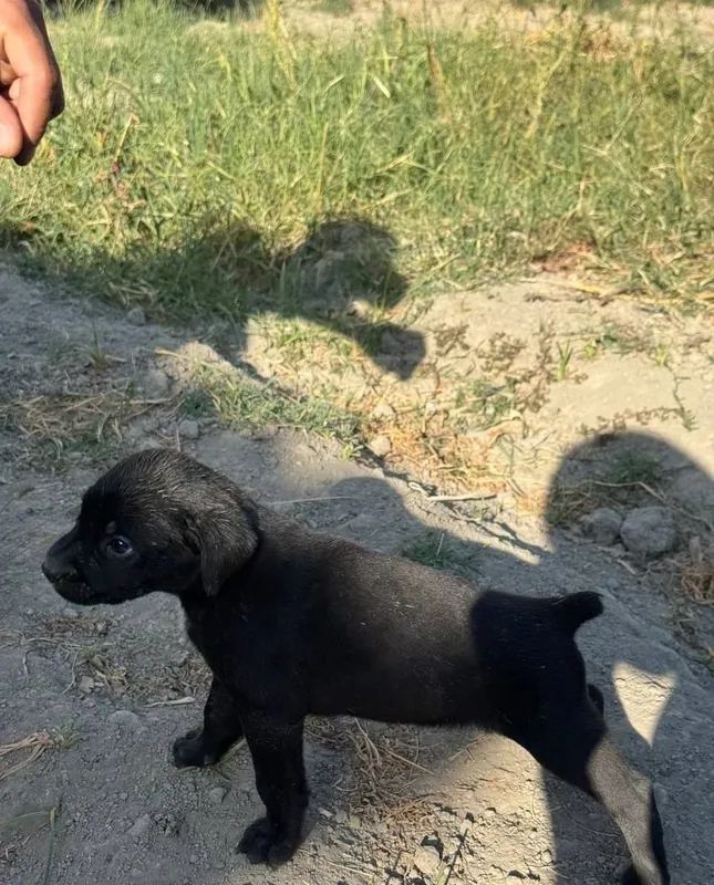 Cane Corso zotli kuchukchalar sotiladi 3 Cane Corso zotli kuchukchalar sotiladi 3