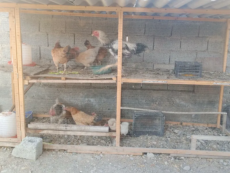 Tovuq va xoʻroz sotiladi 10ta katak va idishlarham 1