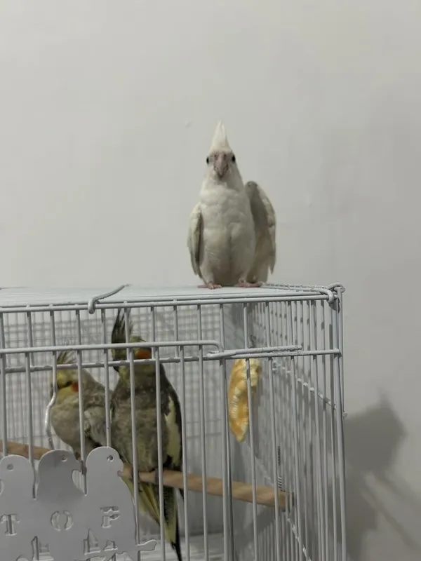 qafasni ichida turga 2 ta para Karella sotiladi topada turgani EMAS 1