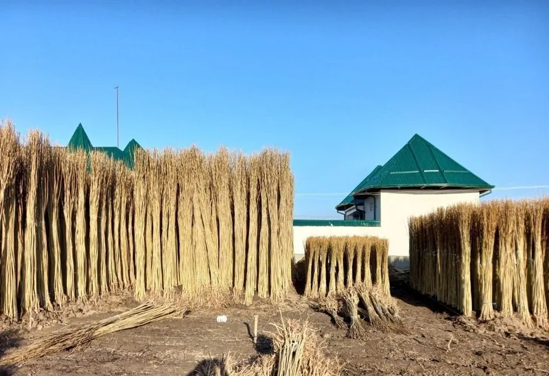 Кучатлар, дарахтдар мевали