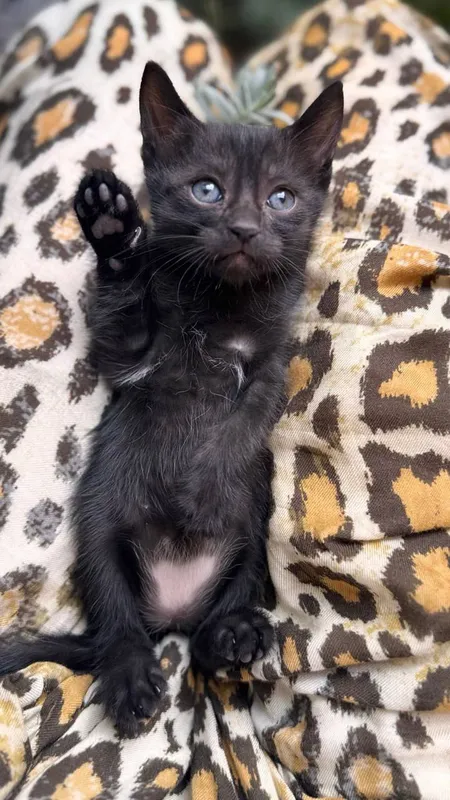 котенки даром 4