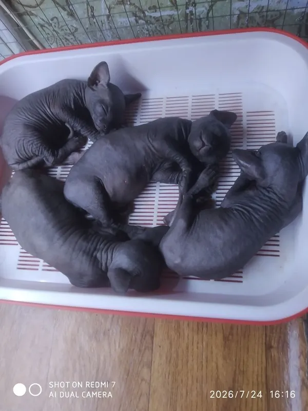 Котята канадского сфинкса 1