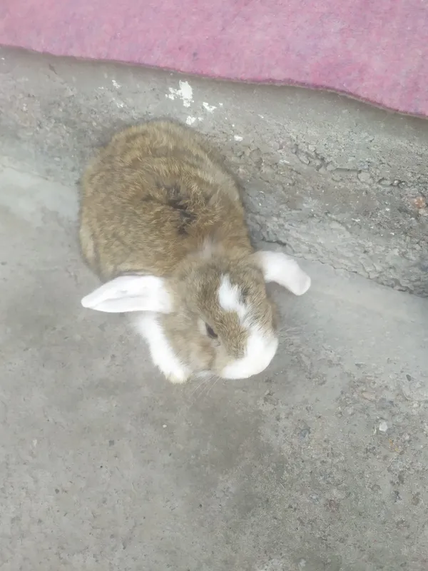 Quyonlar bor — фото 3