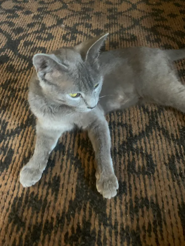 Породистая кошка породы Scottish Fold, девочка, здорова 1 Породистая кошка породы Scottish Fold, девочка, здорова 1