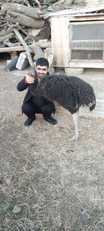 Tuyaqush sotiladi 4 Tuyaqush sotiladi 4