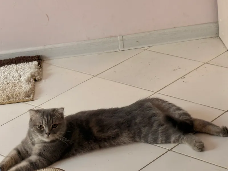 Кошка