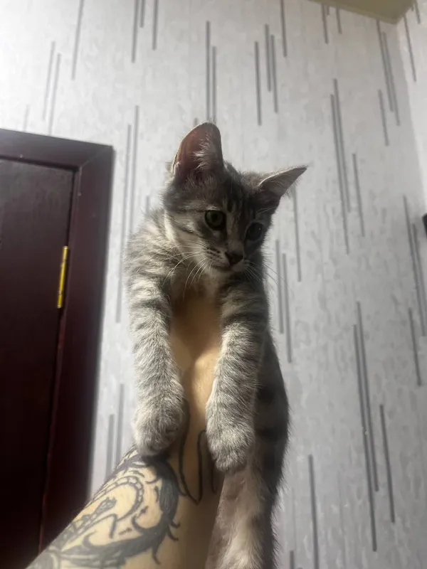 Кошка