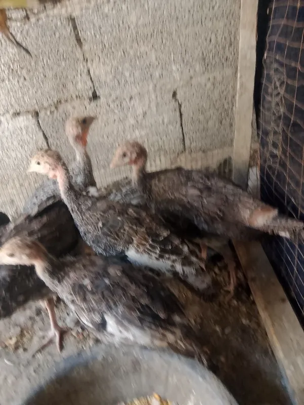 2 oylik kurks jujalari sotiladi manzil buxoro vobkent 4