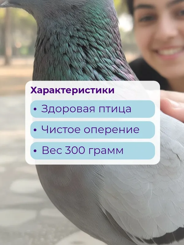 Голубь для фотосессий 3