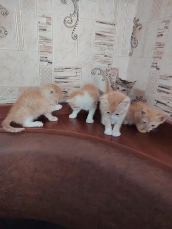отдаю бесплатно 5х котят в хорошие руки — фото 3