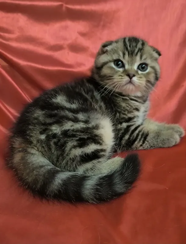 Срочно продаются шотландские котята. — фото 6