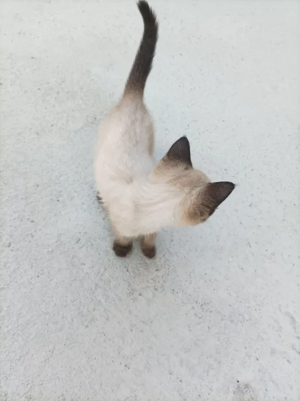 mushuk zoti siamskiy qiz bola 2 oylik 1 mushuk zoti siamskiy qiz bola 2 oylik 1