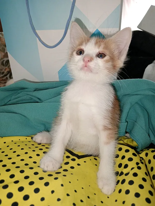 Продается Чебурашка котенок, мальчик, домашний