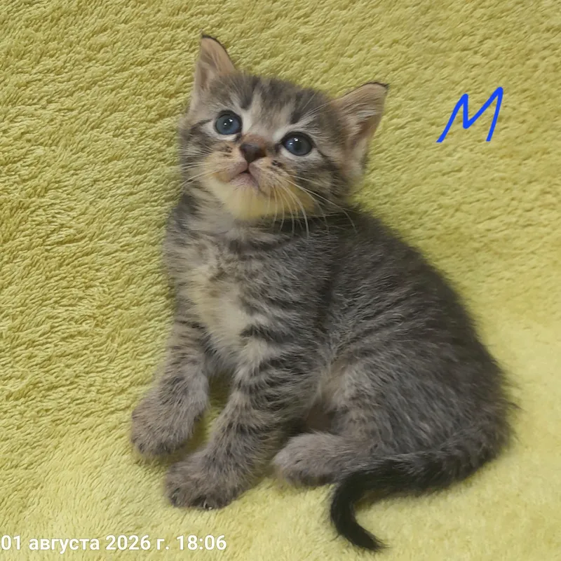 Продаются милые котята,шиншилла 8 Продаются милые котята,шиншилла 8