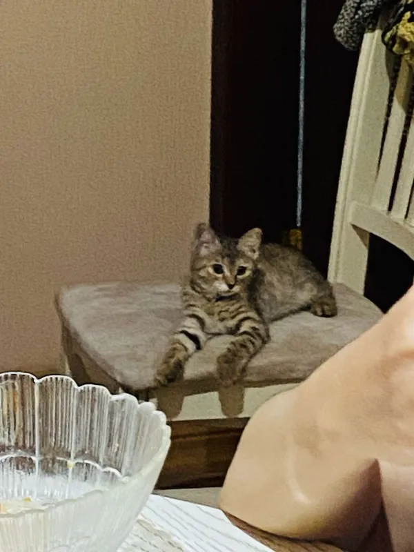 Кошка одам на добрый руки Кошка одам на добрый руки