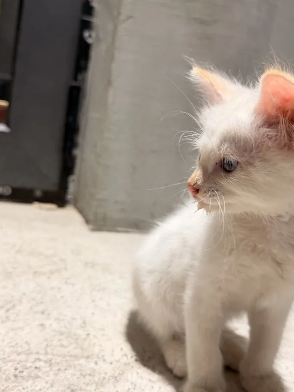 Кот мальчик 2 месяца голубые глаза домашний 3
