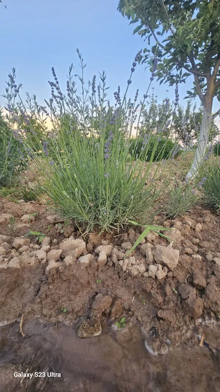 Lavanda fransuskiy sorti