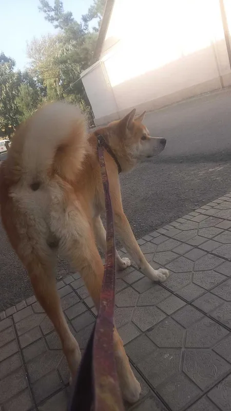 Продаю собаку Акита ину японская парода имя Хатико 1 год кабель — фото 1