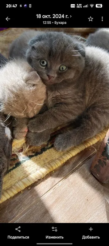 Котята Скоттиш фолдики , упитанные, ухоженные красавчики. 1