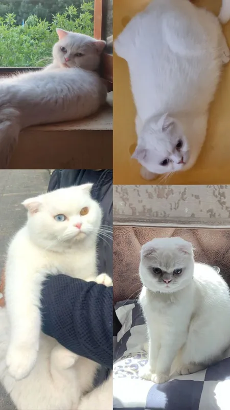 Скоттиш-фолд и скоттиш-страйт 7