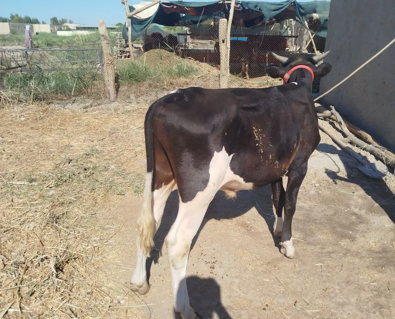 Sifatli buqqachalar sotiladi 6 Sifatli buqqachalar sotiladi 6
