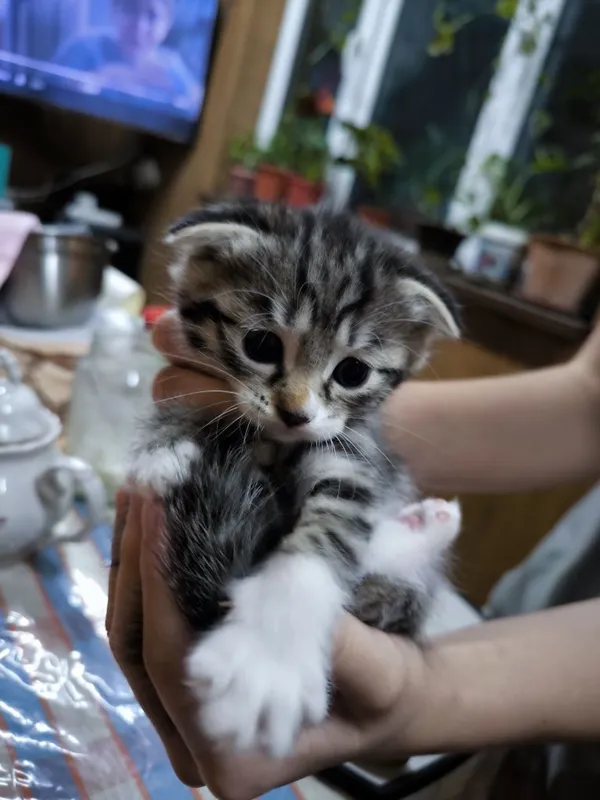 Котята вислоухие Скоттиш-фолд (вислоухие) и скоттиш-страйт (прямоухие — фото 3