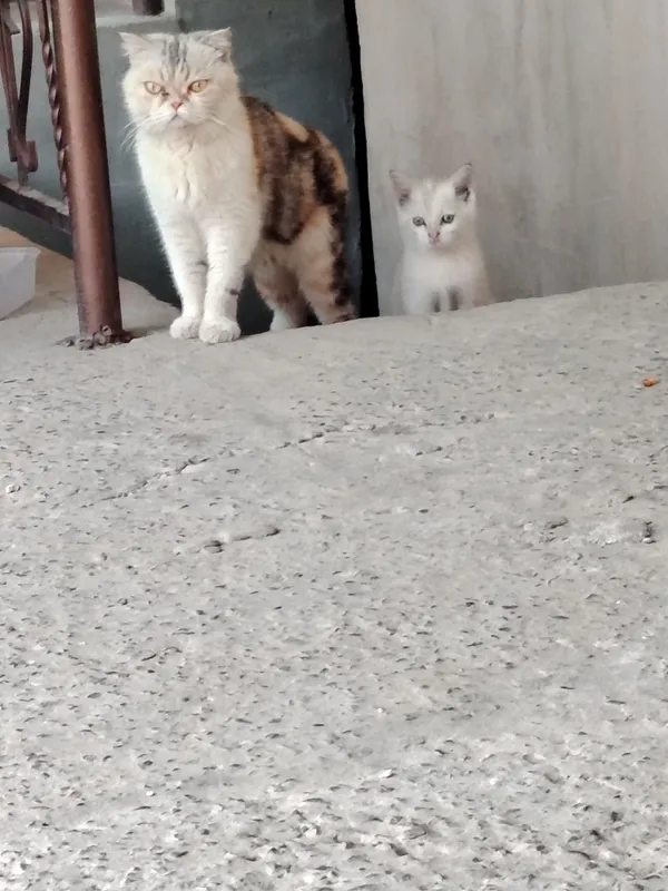 Hadiyaga mushuk bolasi bilan beraman Hadiyaga mushuk bolasi bilan beraman