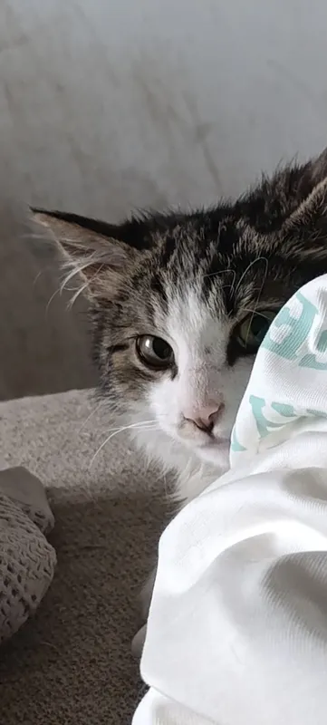 Котенок в добрые руки 3