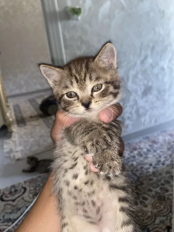 Муклар сотилади 2 Муклар сотилади 2
