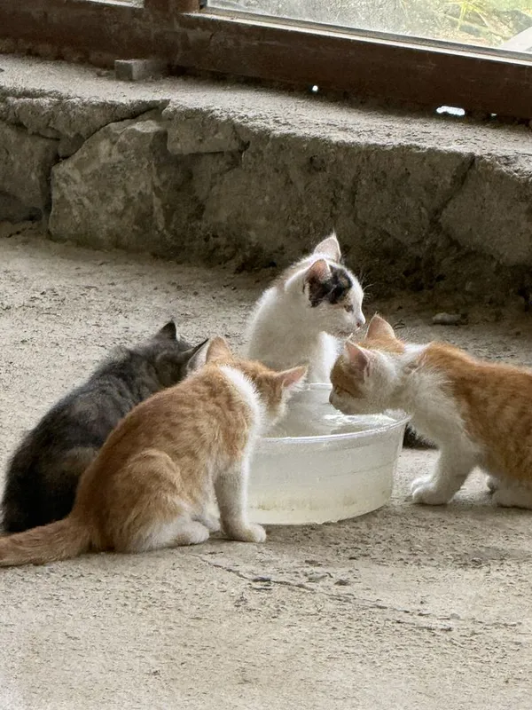 Котята 2,5 месяца бесплатно 5 Котята 2,5 месяца бесплатно 5