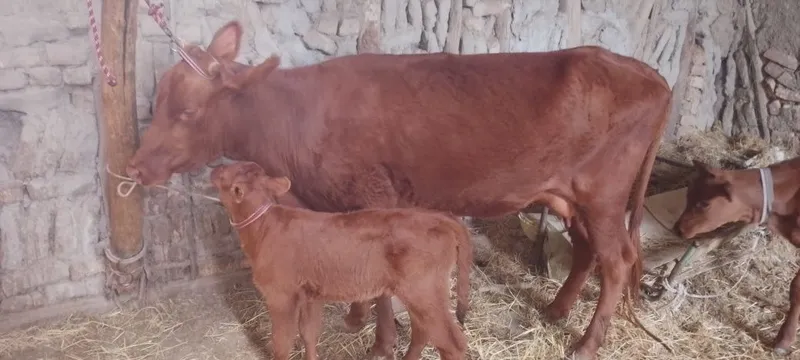 Srochniyga ona bola sigir sotiladi kafolati bilan 8
