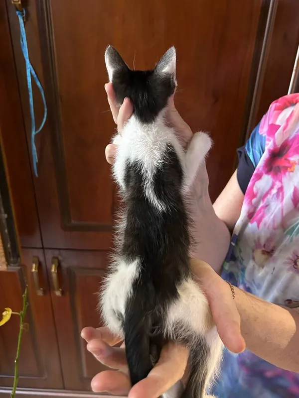 Котенок в добрые руки — фото 2