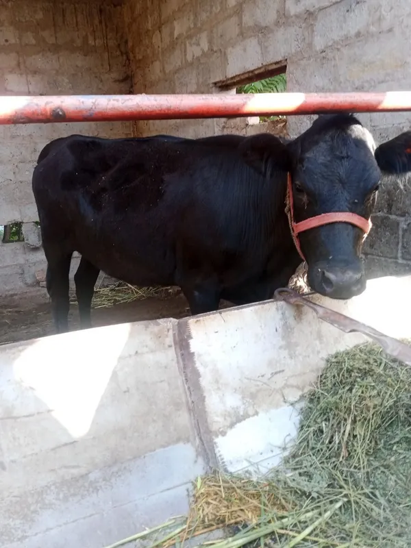 Ğunojin ANGUS badani zoʻr yeb ichishiga gap yoʻq Ğunojin ANGUS badani zoʻr yeb ichishiga gap yoʻq