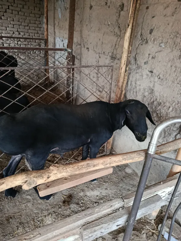 Куйлар сотилади 4