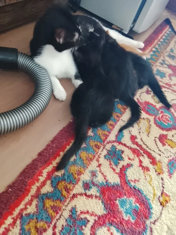 Продаются котята 1 Продаются котята 1