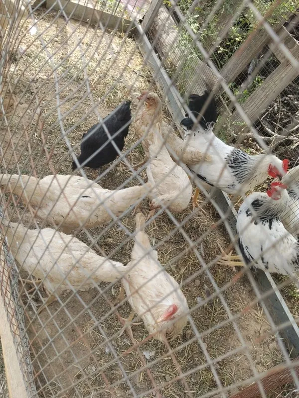 Loman sendi tovula va horozla sotiladi
