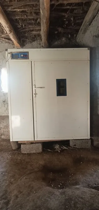 Kelishamiz hamma joyi ishlaydi holati zoʻr tavuq bedana kiltkasi bor 3 Kelishamiz hamma joyi ishlaydi holati zoʻr tavuq bedana kiltkasi bor 3