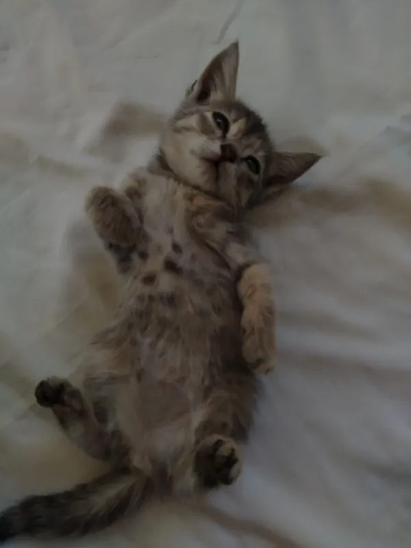 Котята очень милые — фото 3