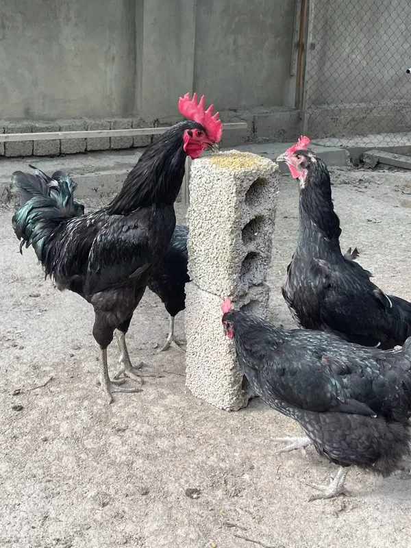 1 Oylik Gigat Qora Shahzoda zotli jojalar sotiladi — фото 6