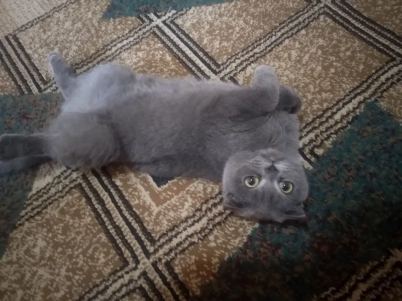 скотиш фолд 6