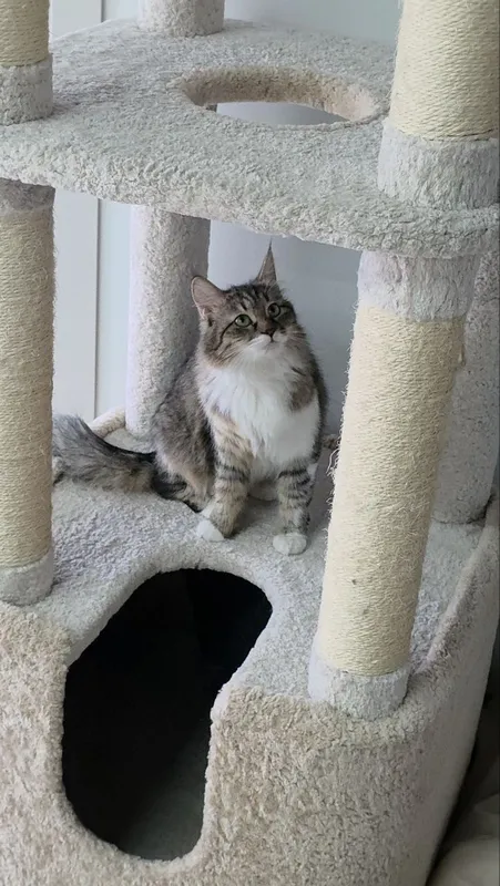 Котенок девочка Ташкент — фото 2