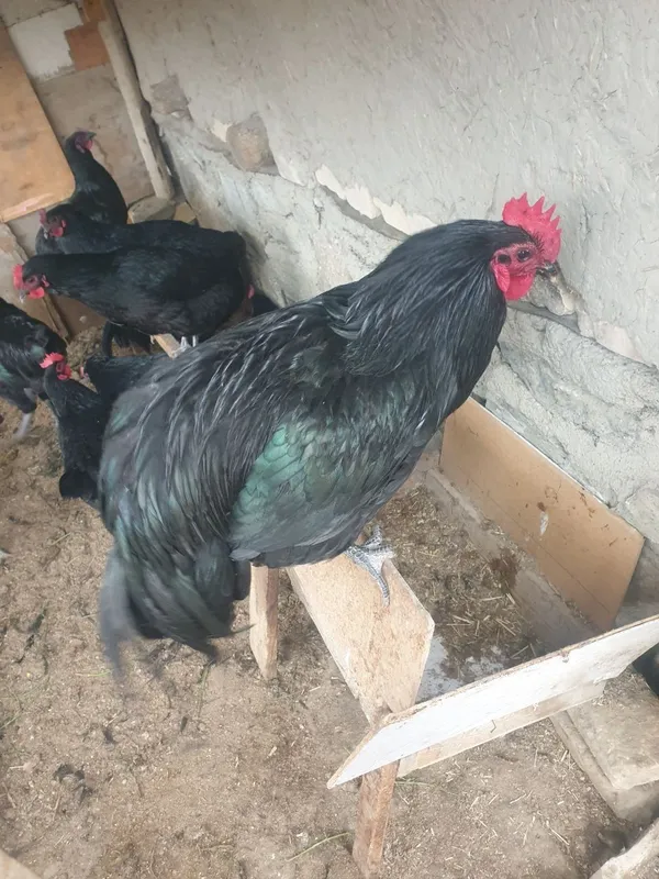 Xöroz Qora shazoda va sotiladi — фото 1
