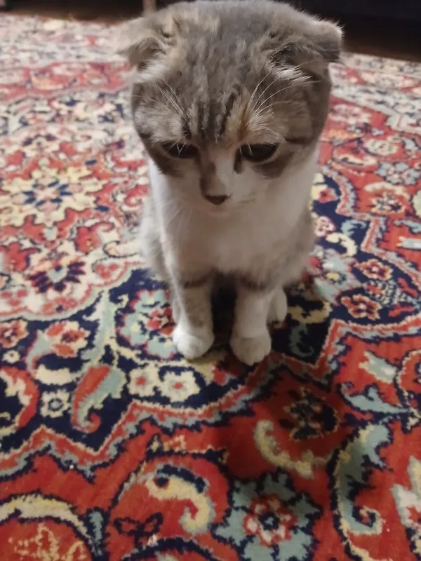 Скоттиш флод киз боласи — фото 3